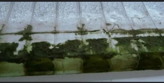 Зелень внутри сот поликарбоната